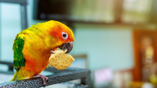 food for pet birds