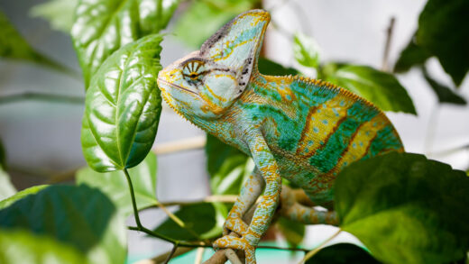 Rośliny przyjazne zwierzętom: lista dla właścicieli kotów i psów